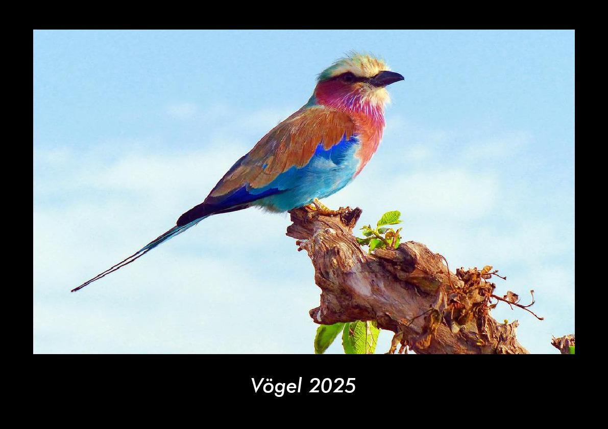 Vögel 2025 Fotokalender DIN A3