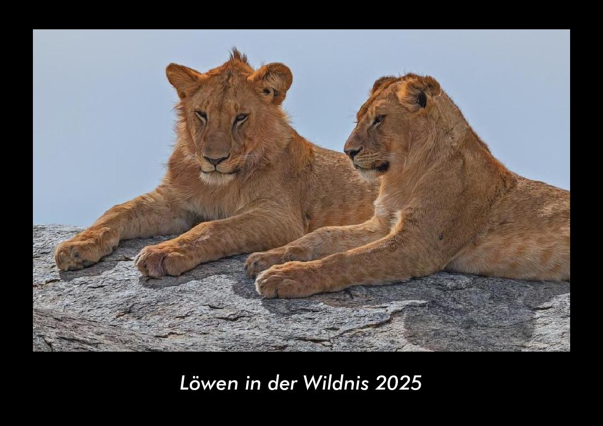 Löwen in der Wildnis 2025 Fotokalender DIN A3