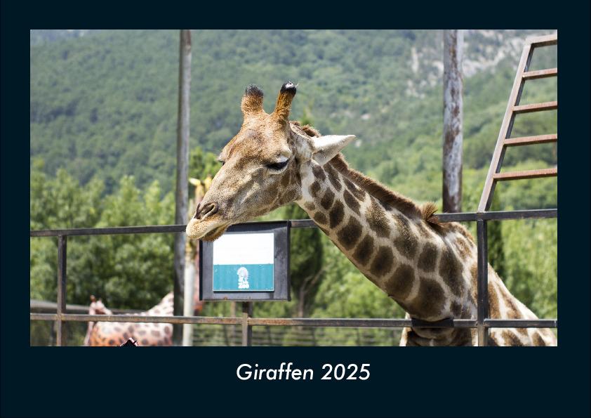 Giraffen 2025 Fotokalender DIN A4