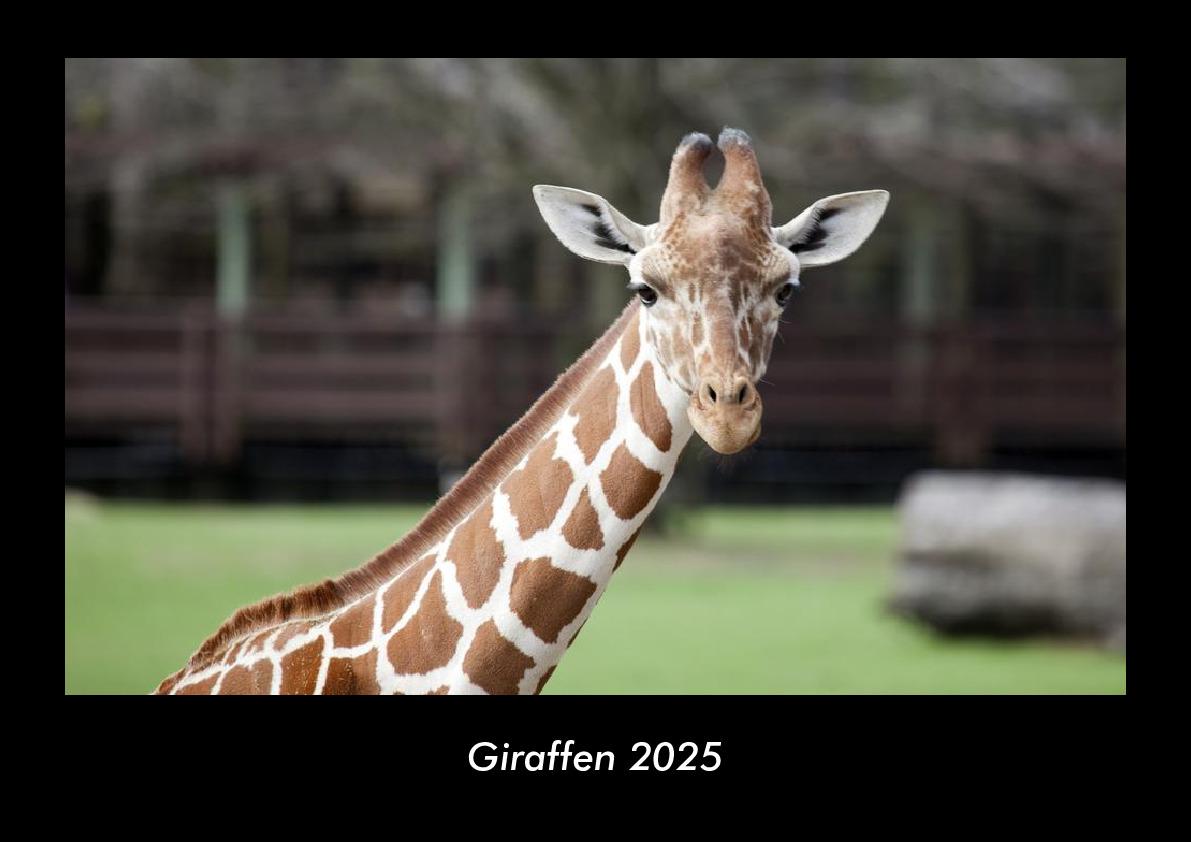 Giraffen 2025 Fotokalender DIN A3