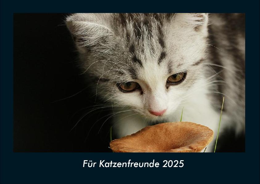Für Katzenfreunde 2025 Fotokalender DIN A4