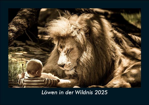 Löwen in der Wildnis 2025 Fotokalender DIN A5
