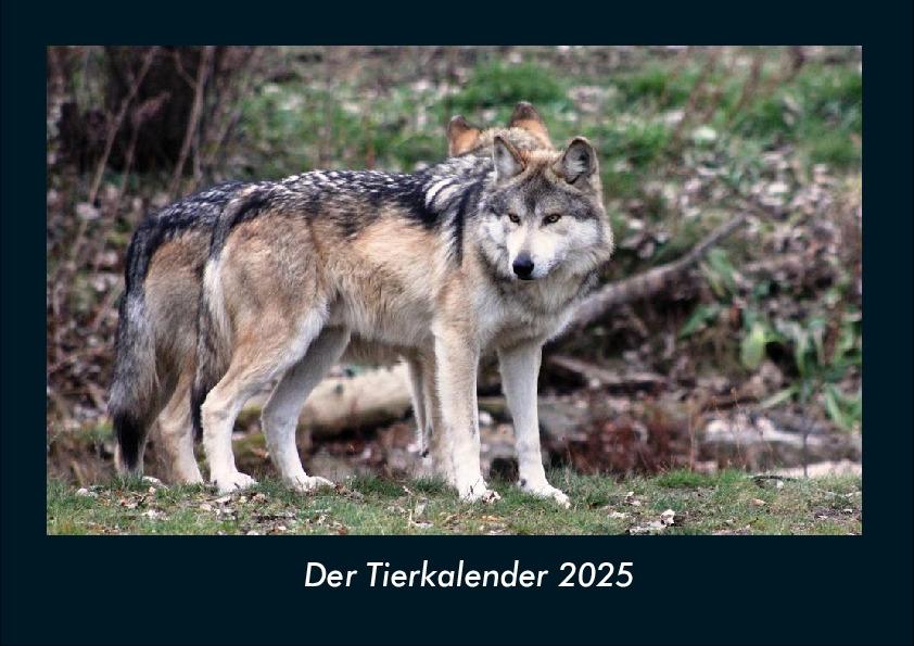 Der Tierkalender 2025 Fotokalender DIN A4