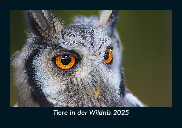 Tiere in der Wildnis 2025 Fotokalender DIN A5