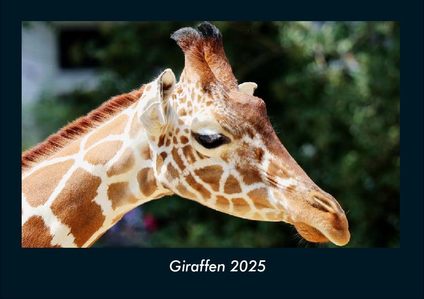 Giraffen 2025 Fotokalender DIN A4