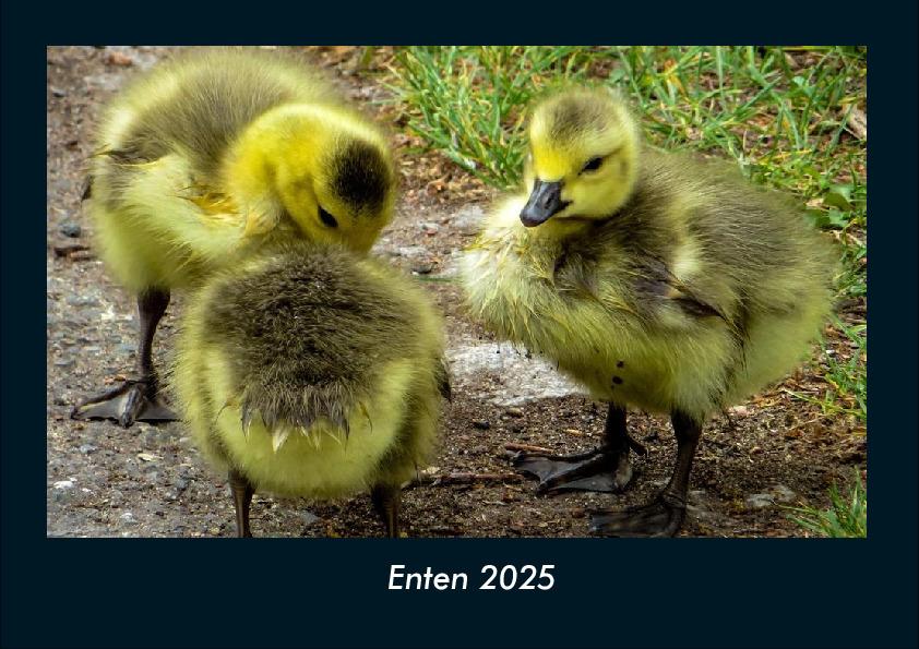 Enten 2025 Fotokalender DIN A4