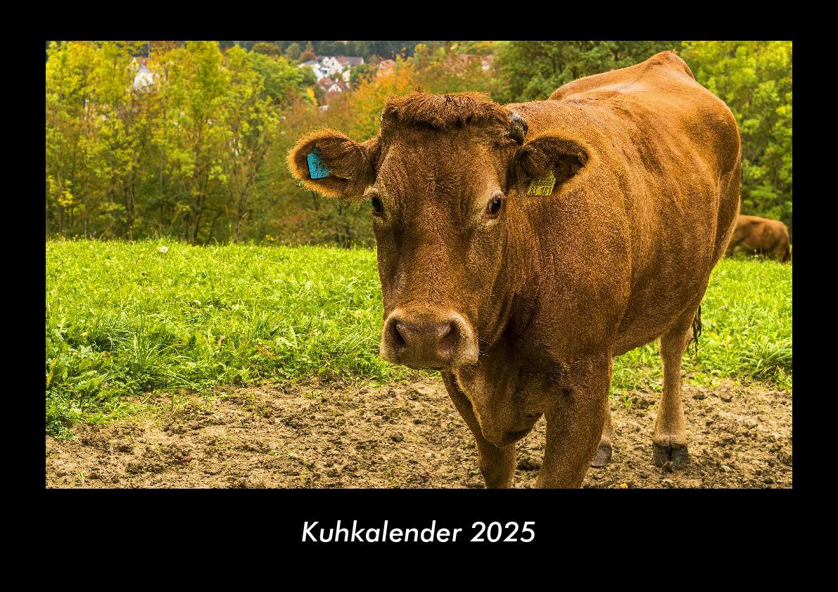 Kuhkalender 2025 Fotokalender DIN A3