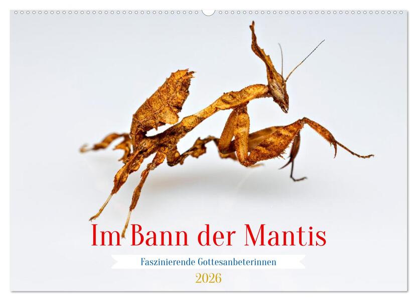 Im Bann der Mantis (Wandkalender 2026 DIN A2 quer) CALVENDO Monatskalender