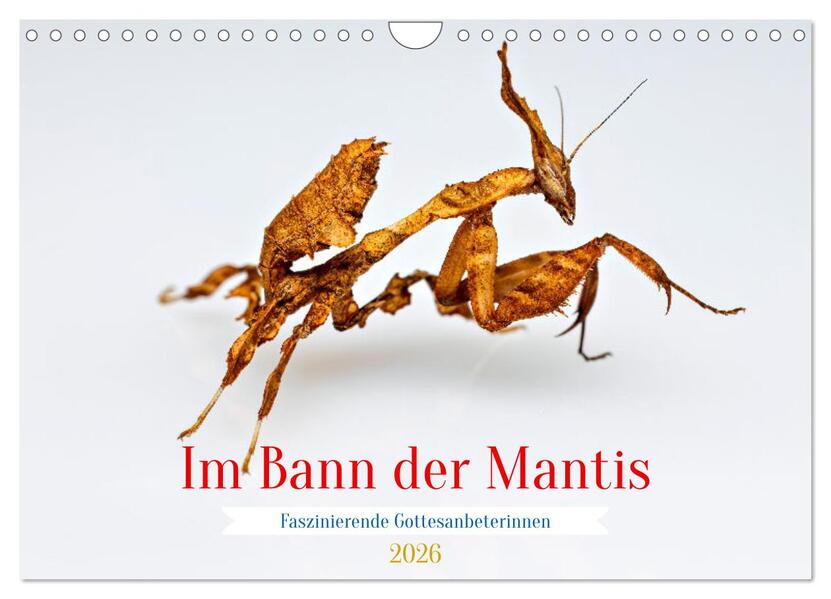 Im Bann der Mantis (Wandkalender 2026 DIN A4 quer) CALVENDO Monatskalender