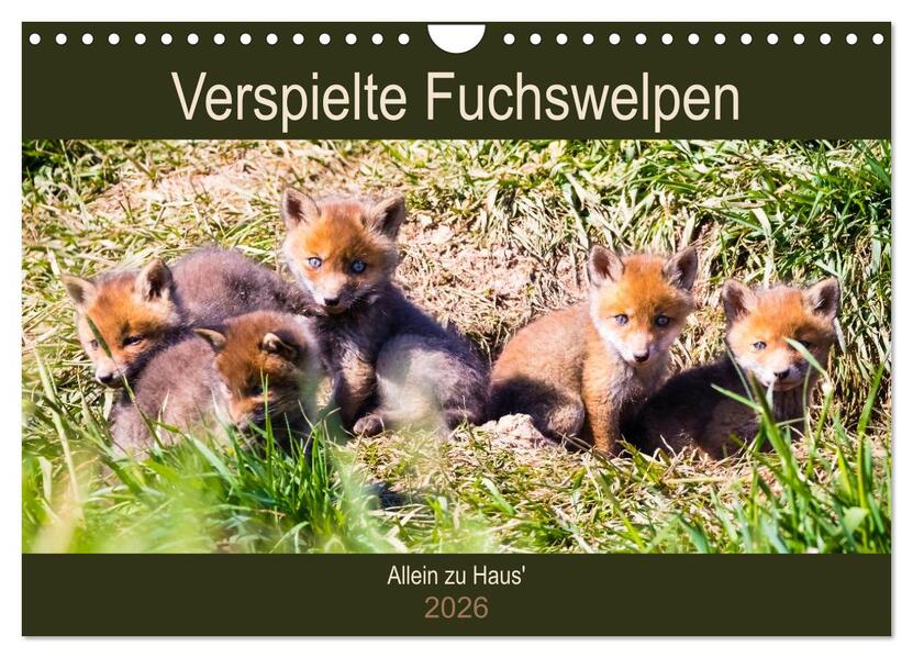 Verspielte Fuchswelpen - Allein zu Haus' (Wandkalender 2026 DIN A4 quer) CALVENDO Monatskalender