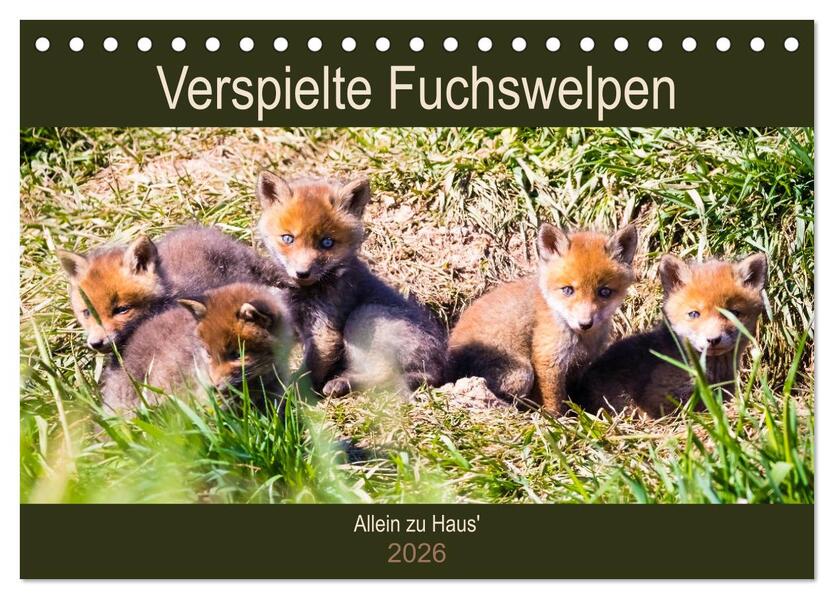 Verspielte Fuchswelpen - Allein zu Haus' (Tischkalender 2026 DIN A5 quer) CALVENDO Monatskalender