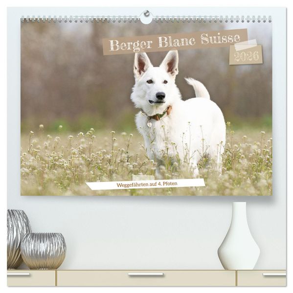 Berger Blanc Suisse - Weggefährten auf 4 Pfoten (hochwertiger Premium Wandkalender 2026 DIN A2 quer) Kunstdruck in Hochglanz