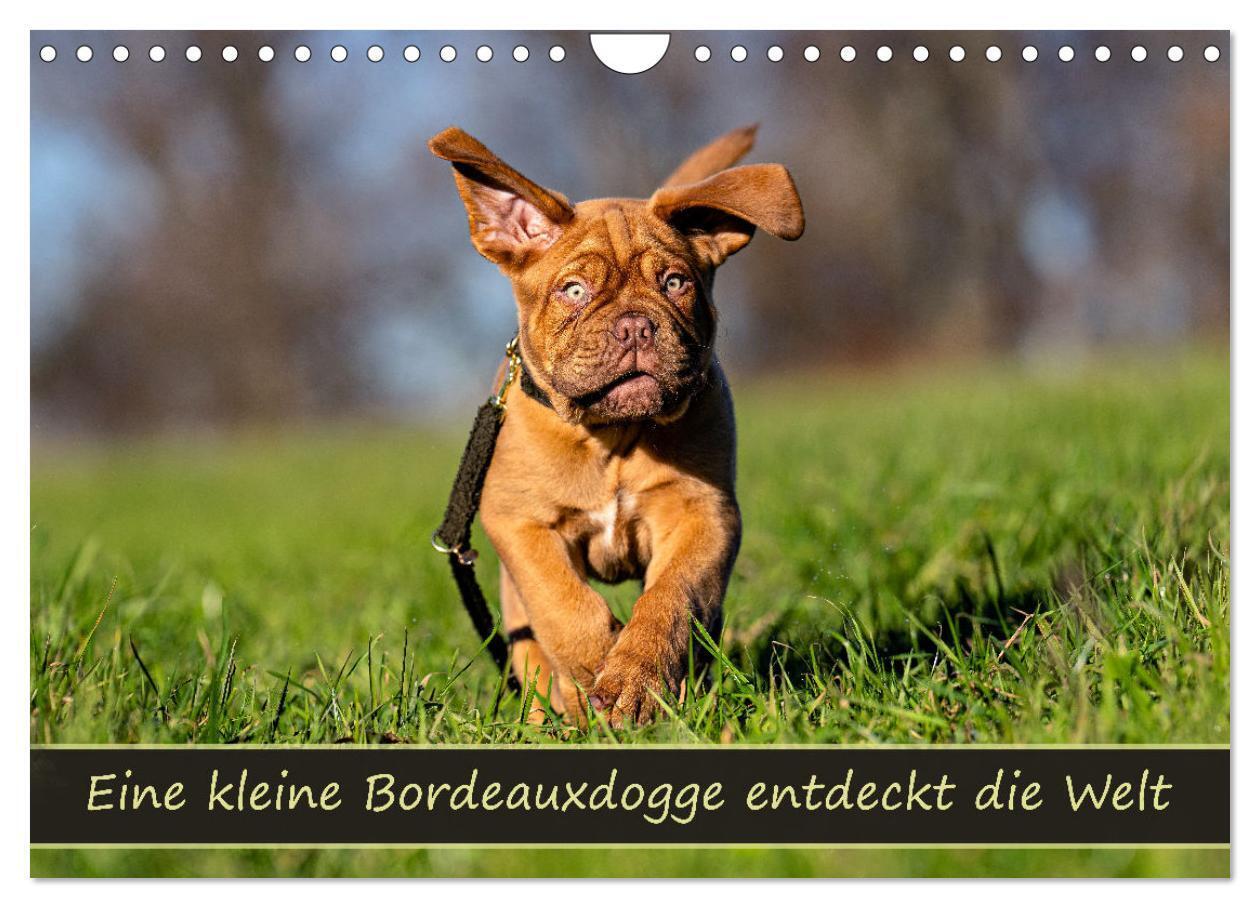 Eine kleine Bordeauxdogge entdeckt die Welt (Wandkalender 2026 DIN A4 quer) CALVENDO Monatskalender