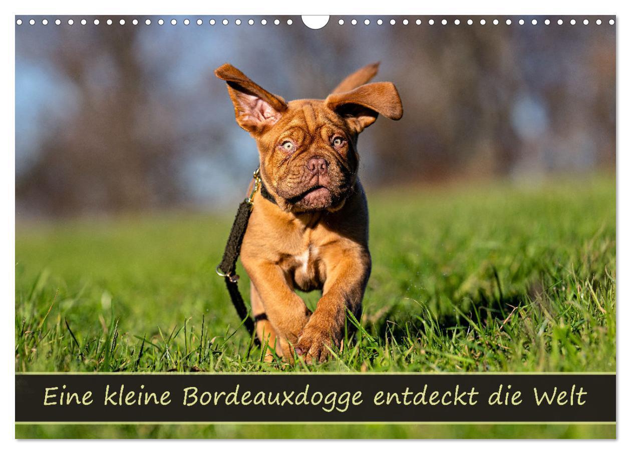 Eine kleine Bordeauxdogge entdeckt die Welt (Wandkalender 2026 DIN A3 quer) CALVENDO Monatskalender
