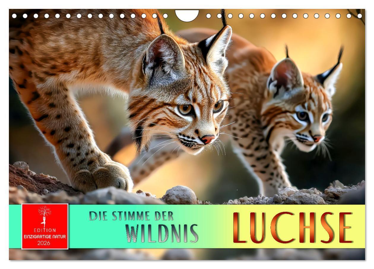 Luchse - die Stimme der Wildnis (Wandkalender 2026 DIN A4 quer) CALVENDO Monatskalender