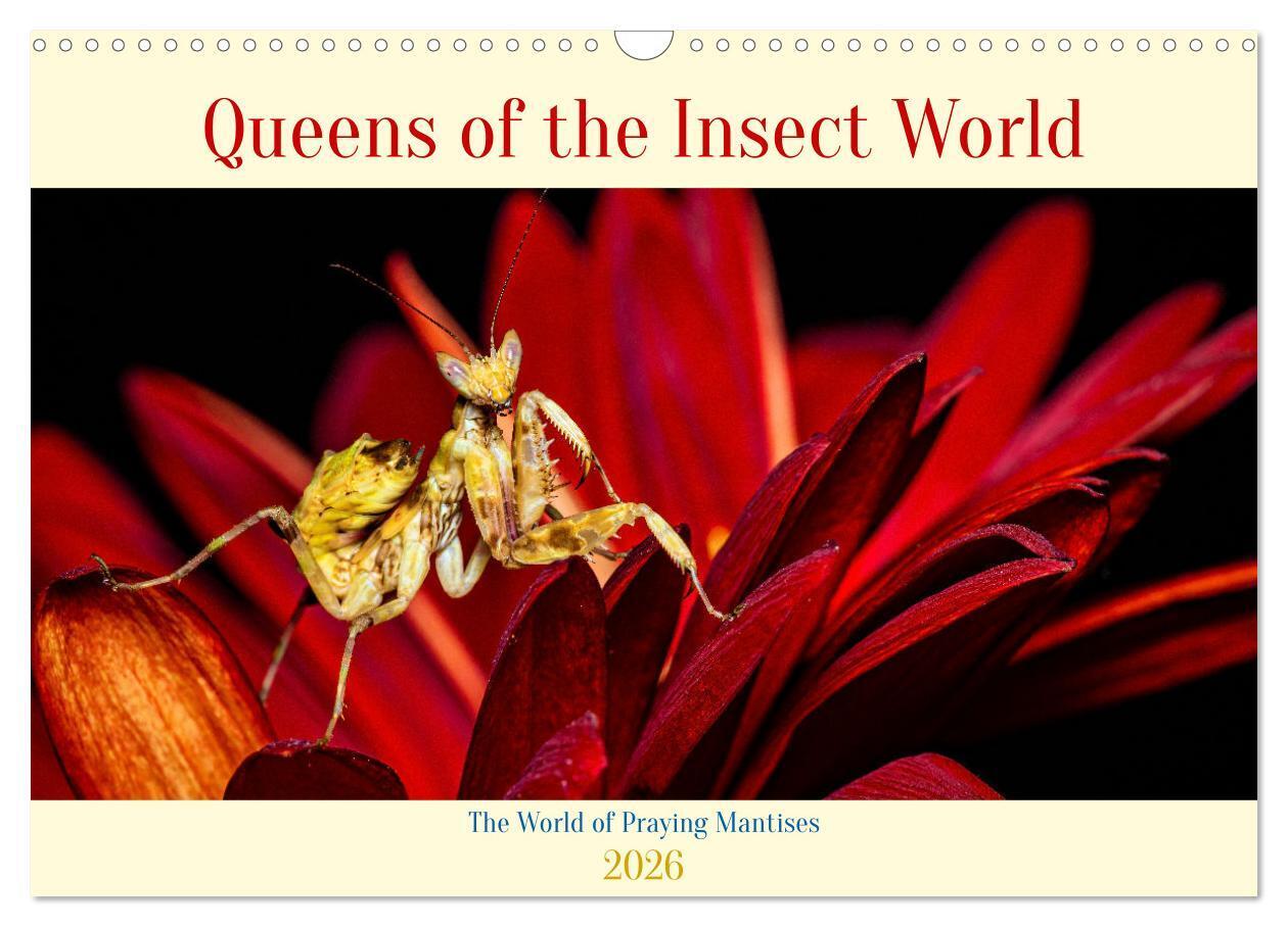 Queens of the Insect World (Wall Calendar 2026 DIN A3 landscape) CALVENDO 12 Month Wall Calendar