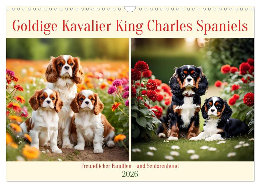 Goldige Kavalier King Charles Spaniels (Wandkalender 2026 DIN A3 quer) CALVENDO Monatskalender