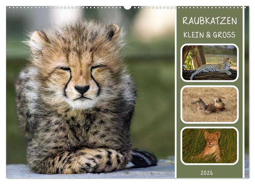 Raubkatzen - groß & klein (Wandkalender 2026 DIN A2 quer) CALVENDO Monatskalender
