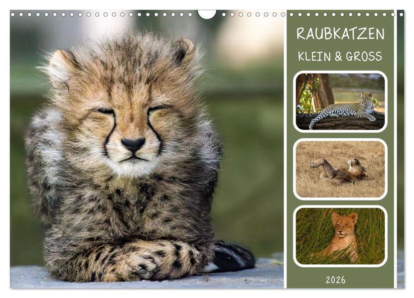 Raubkatzen - groß & klein (Wandkalender 2026 DIN A3 quer) CALVENDO Monatskalender