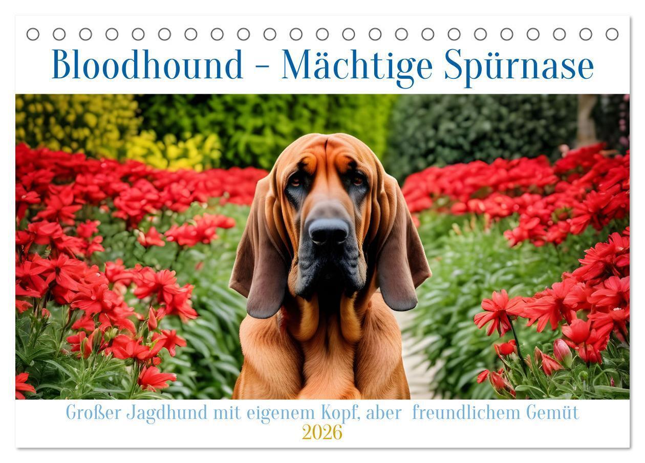 Bloodhound - Mächtige Spürnase (Tischkalender 2026 DIN A5 quer) CALVENDO Monatskalender