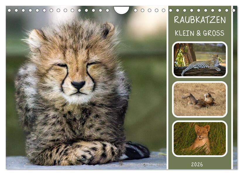 Raubkatzen - groß & klein (Wandkalender 2026 DIN A4 quer) CALVENDO Monatskalender