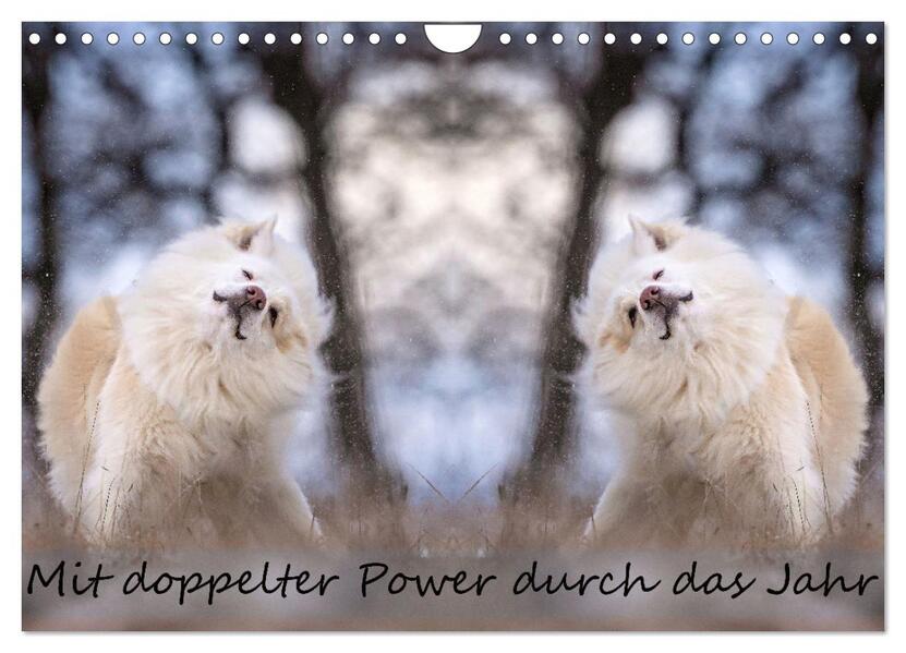 Mit doppelter Power durch das Jahr (Wandkalender 2026 DIN A4 quer) CALVENDO Monatskalender
