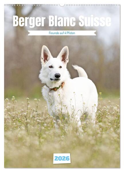 Berger Blanc Suisse - Freunde auf 4 Pfoten (Wandkalender 2026 DIN A2 hoch) CALVENDO Monatskalender