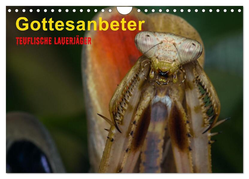 Gottesanbeter - Teuflische Lauerjäger (Wandkalender 2026 DIN A4 quer) CALVENDO Monatskalender