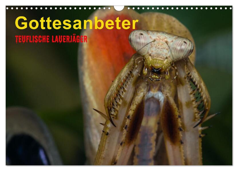 Gottesanbeter - Teuflische Lauerjäger (Wandkalender 2026 DIN A3 quer) CALVENDO Monatskalender