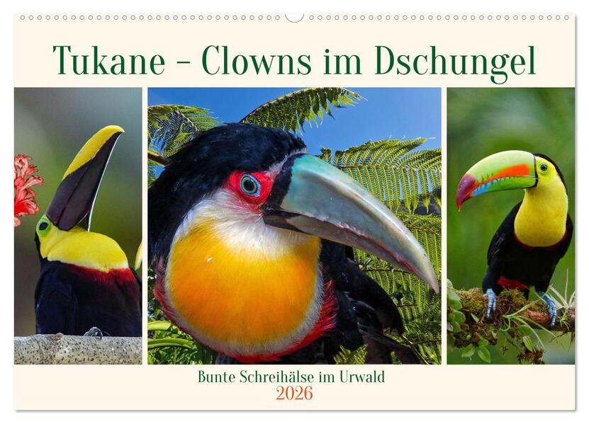 Tukane - Clowns im Dschungel (Wandkalender 2026 DIN A2 quer) CALVENDO Monatskalender