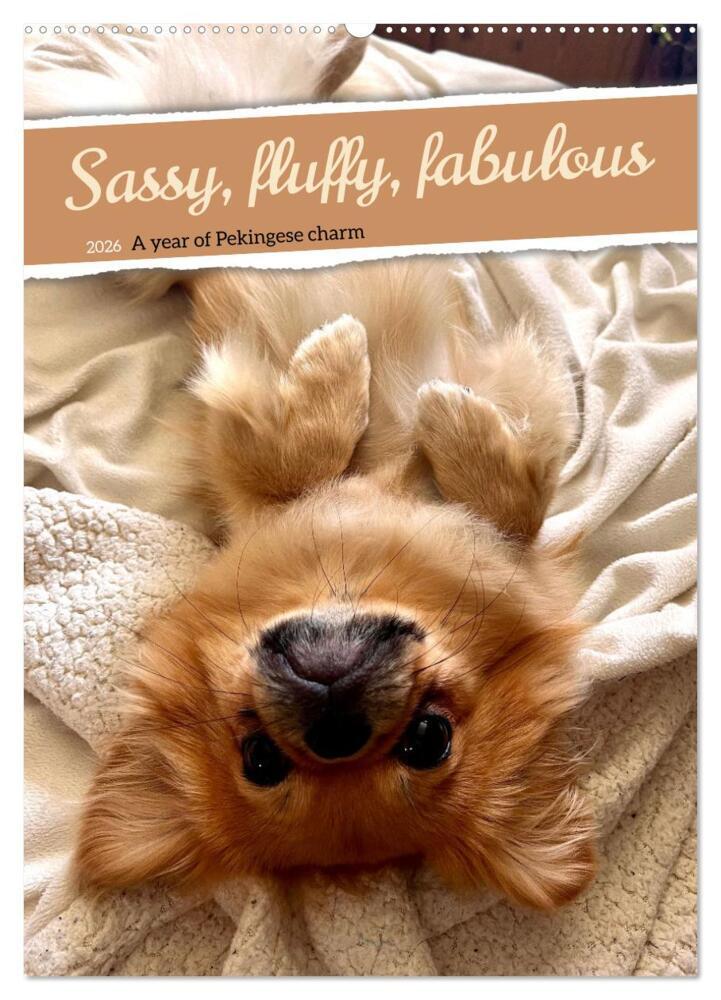 Sassy fluffy fabulous - A year of Pekingese charm (Wall Calendar 2026 DIN A2 portrait) CALVENDO 12 Month Wall Calendar