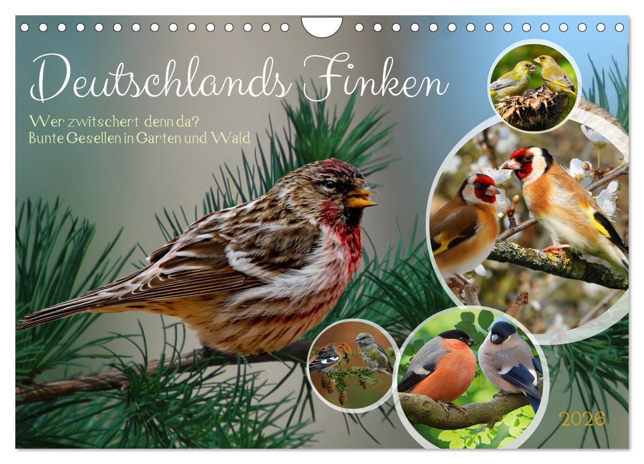 Deutschlands Finken (Wandkalender 2026 DIN A4 quer) CALVENDO Monatskalender