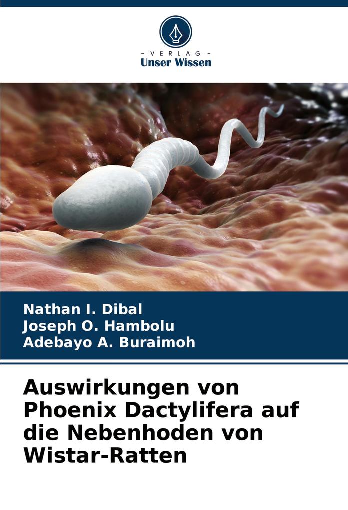 Auswirkungen von Phoenix Dactylifera auf die Nebenhoden von Wistar-Ratten