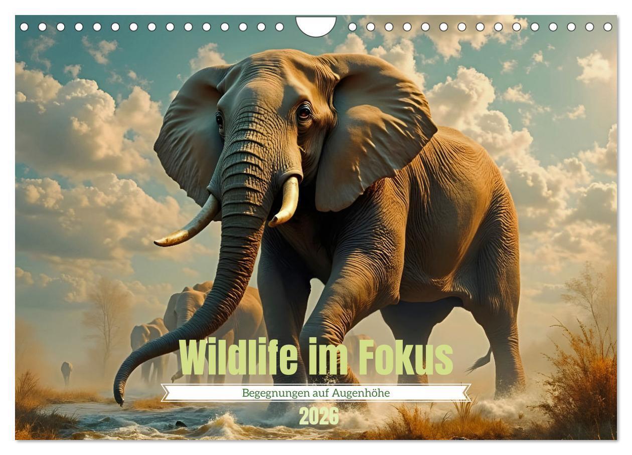 Wildlife im Fokus - Begegnungen auf Augenhöhe (Wandkalender 2026 DIN A4 quer) CALVENDO Monatskalender