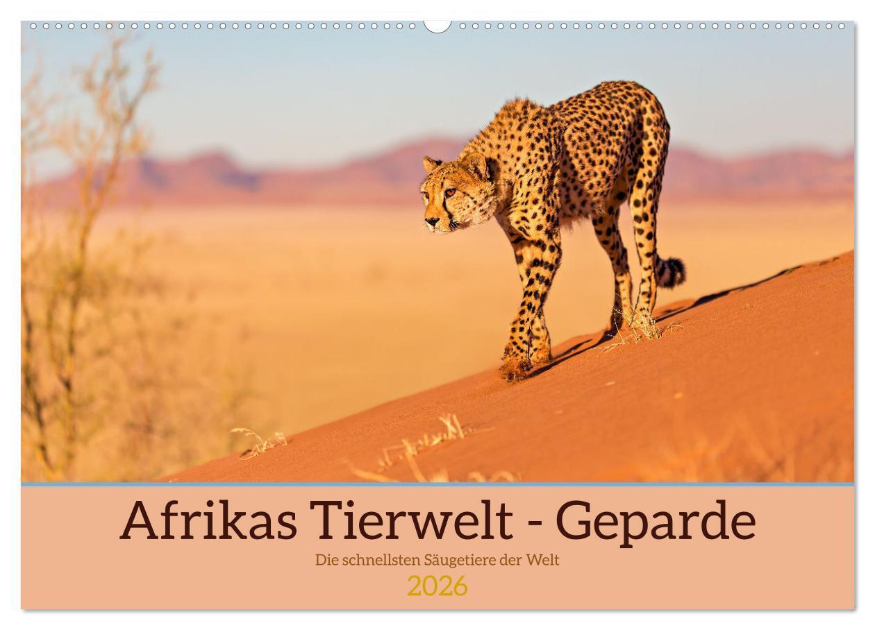Afrikas Tierwelt - Geparde (Wandkalender 2026 DIN A2 quer) CALVENDO Monatskalender