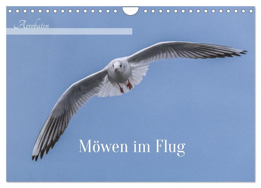 Aerorobaten - Möwen im Flug (Wandkalender 2026 DIN A4 quer) CALVENDO Monatskalender