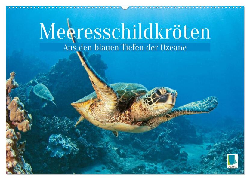 Meeresschildkröten: Aus den blauen Tiefen der Ozeane (Wandkalender 2026 DIN A2 quer) CALVENDO Monatskalender