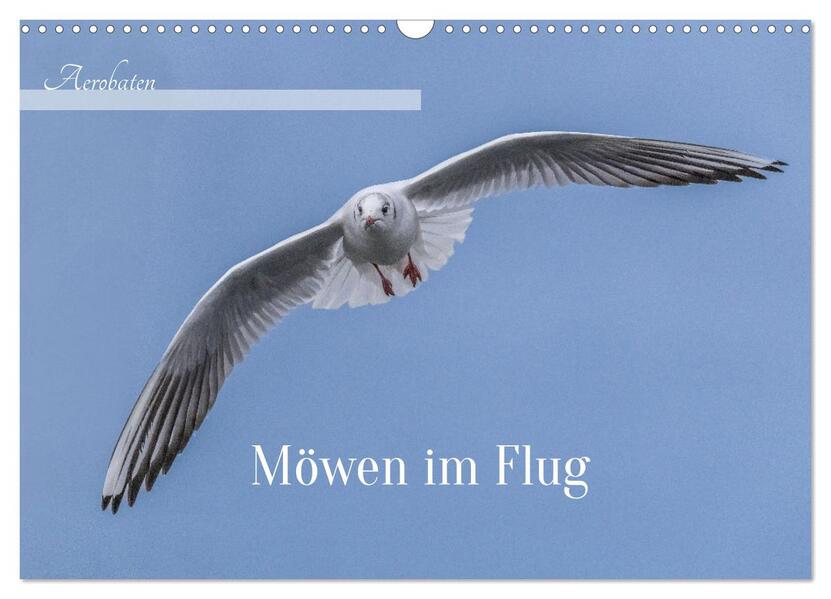 Aerorobaten - Möwen im Flug (Wandkalender 2026 DIN A3 quer) CALVENDO Monatskalender