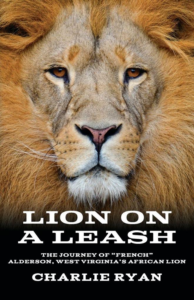 Lion On A Leash