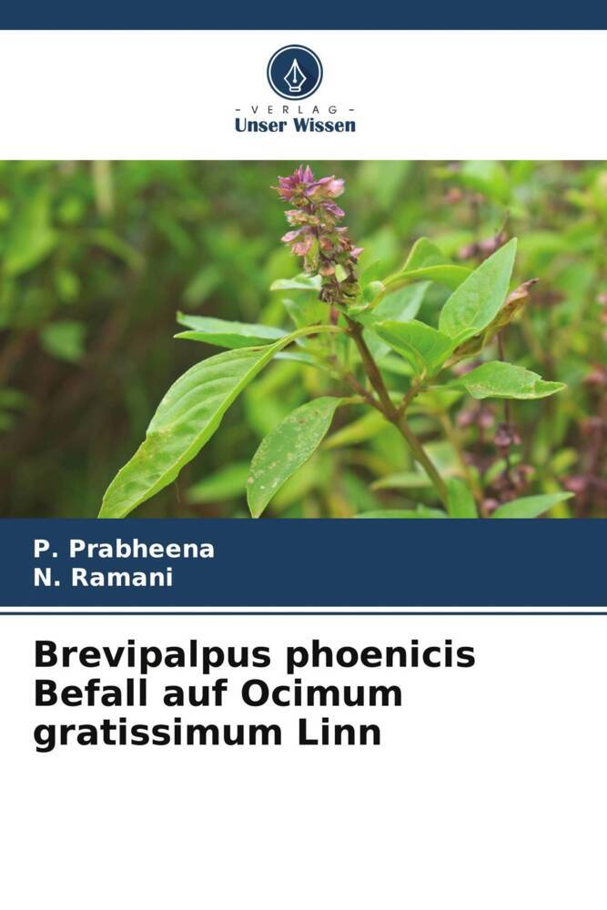 Brevipalpus phoenicis Befall auf Ocimum gratissimum Linn