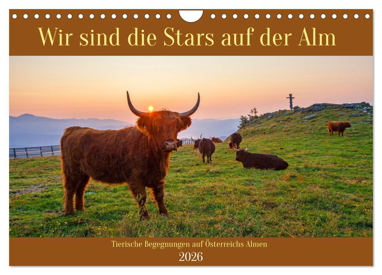 Wir sind die Stars auf der Alm (Wandkalender 2026 DIN A4 quer) CALVENDO Monatskalender
