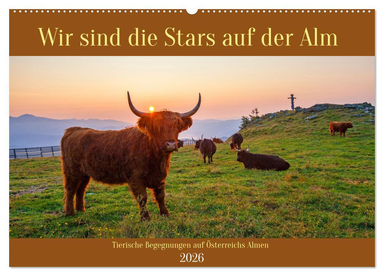 Wir sind die Stars auf der Alm (Wandkalender 2026 DIN A2 quer) CALVENDO Monatskalender
