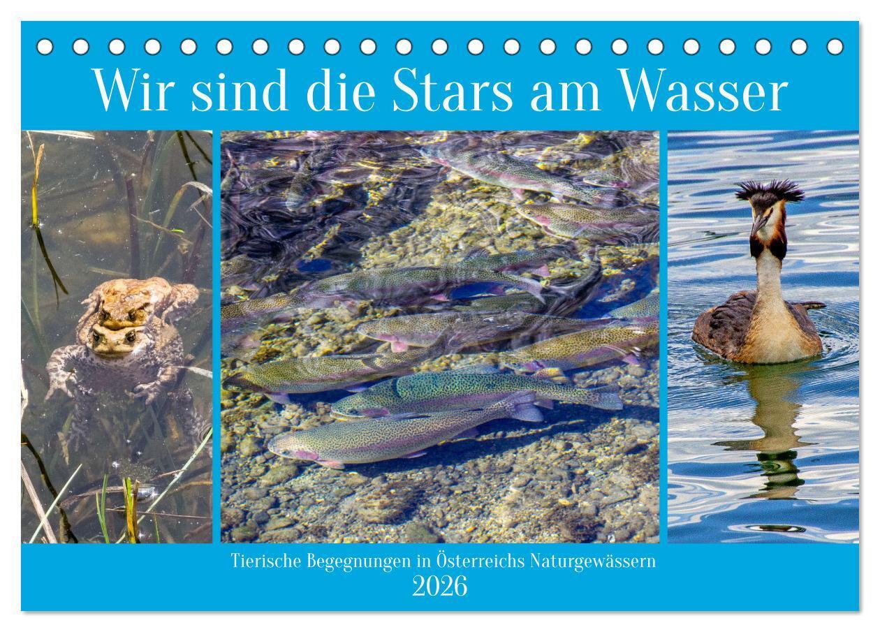Wir sind die Stars am Wasser (Tischkalender 2026 DIN A5 quer) CALVENDO Monatskalender