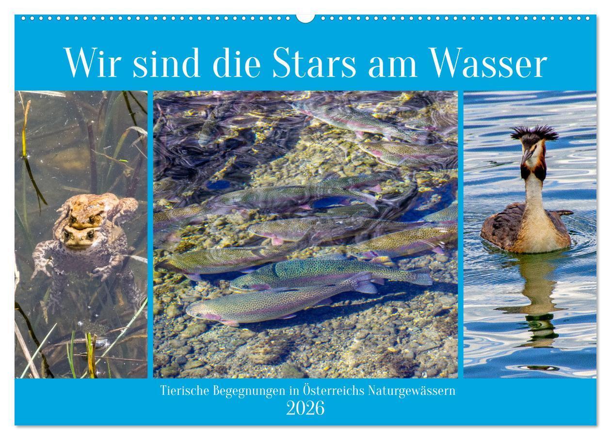 Wir sind die Stars am Wasser (Wandkalender 2026 DIN A2 quer) CALVENDO Monatskalender