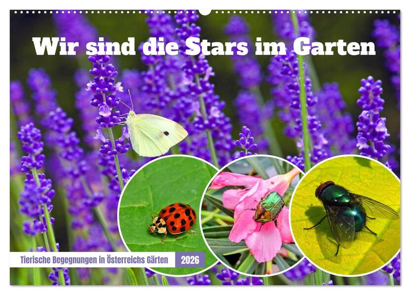 Wir sind die Stars im Garten (Wandkalender 2026 DIN A2 quer) CALVENDO Monatskalender