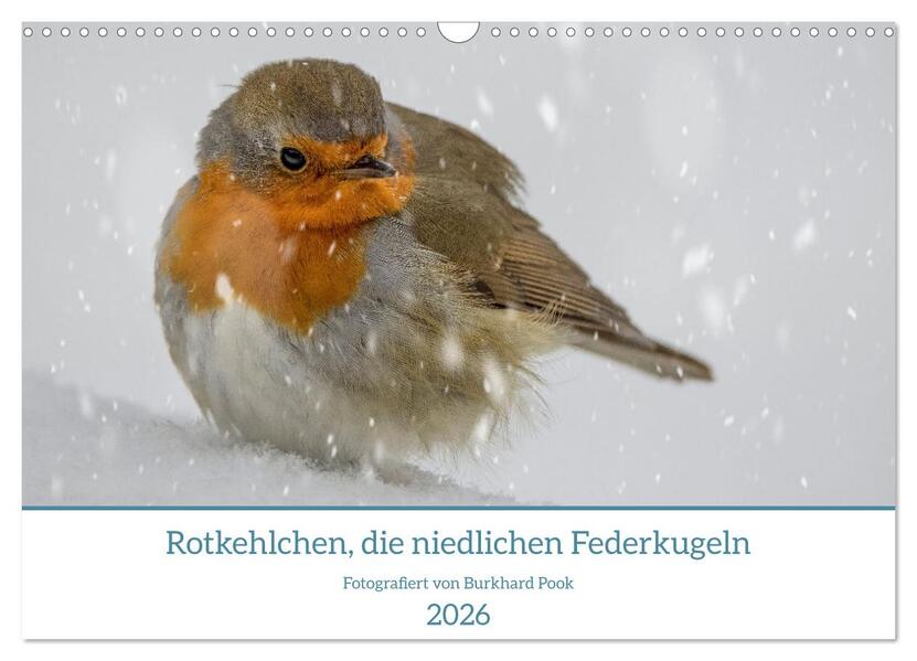 Rotkehlchen die niedlichen Federkugeln (Wandkalender 2026 DIN A3 quer) CALVENDO Monatskalender