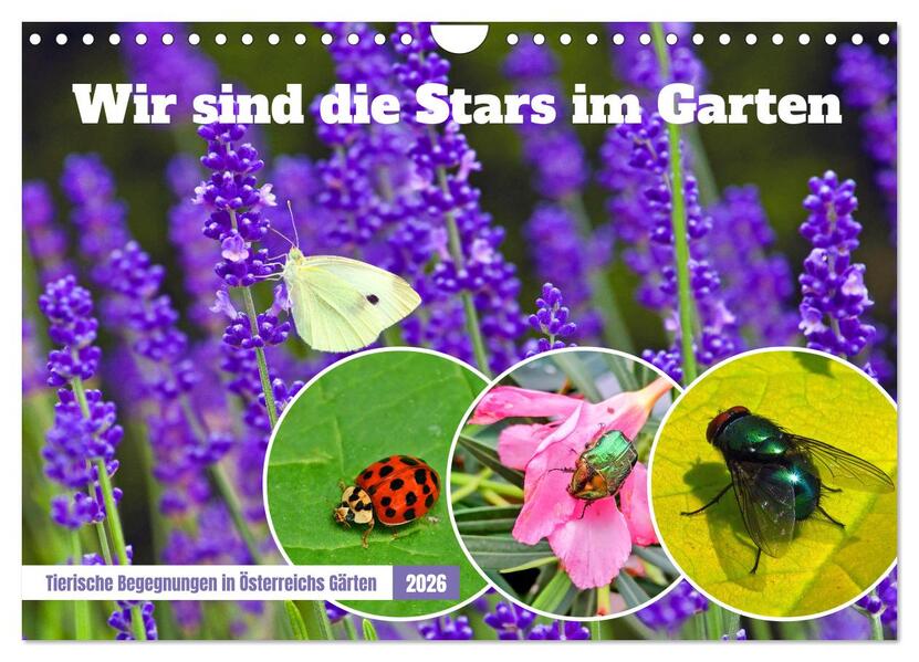 Wir sind die Stars im Garten (Wandkalender 2026 DIN A4 quer) CALVENDO Monatskalender