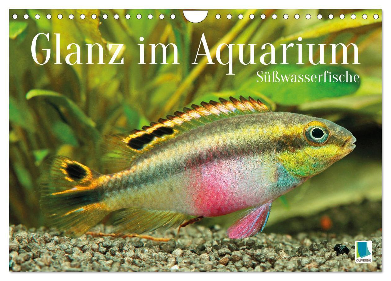 Glanz im Aquarium: Süßwasserfische (Wandkalender 2026 DIN A4 quer) CALVENDO Monatskalender