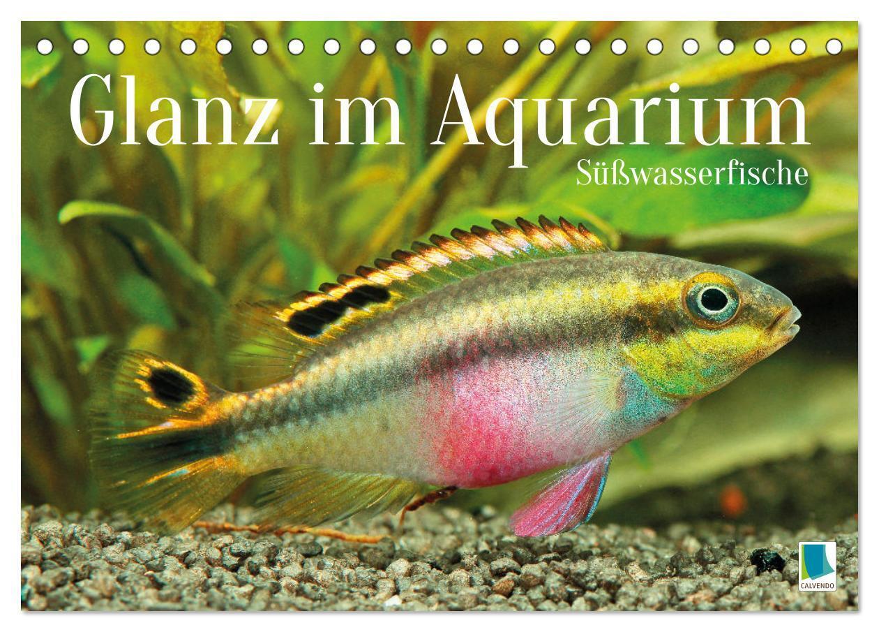 Glanz im Aquarium: Süßwasserfische (Tischkalender 2026 DIN A5 quer) CALVENDO Monatskalender
