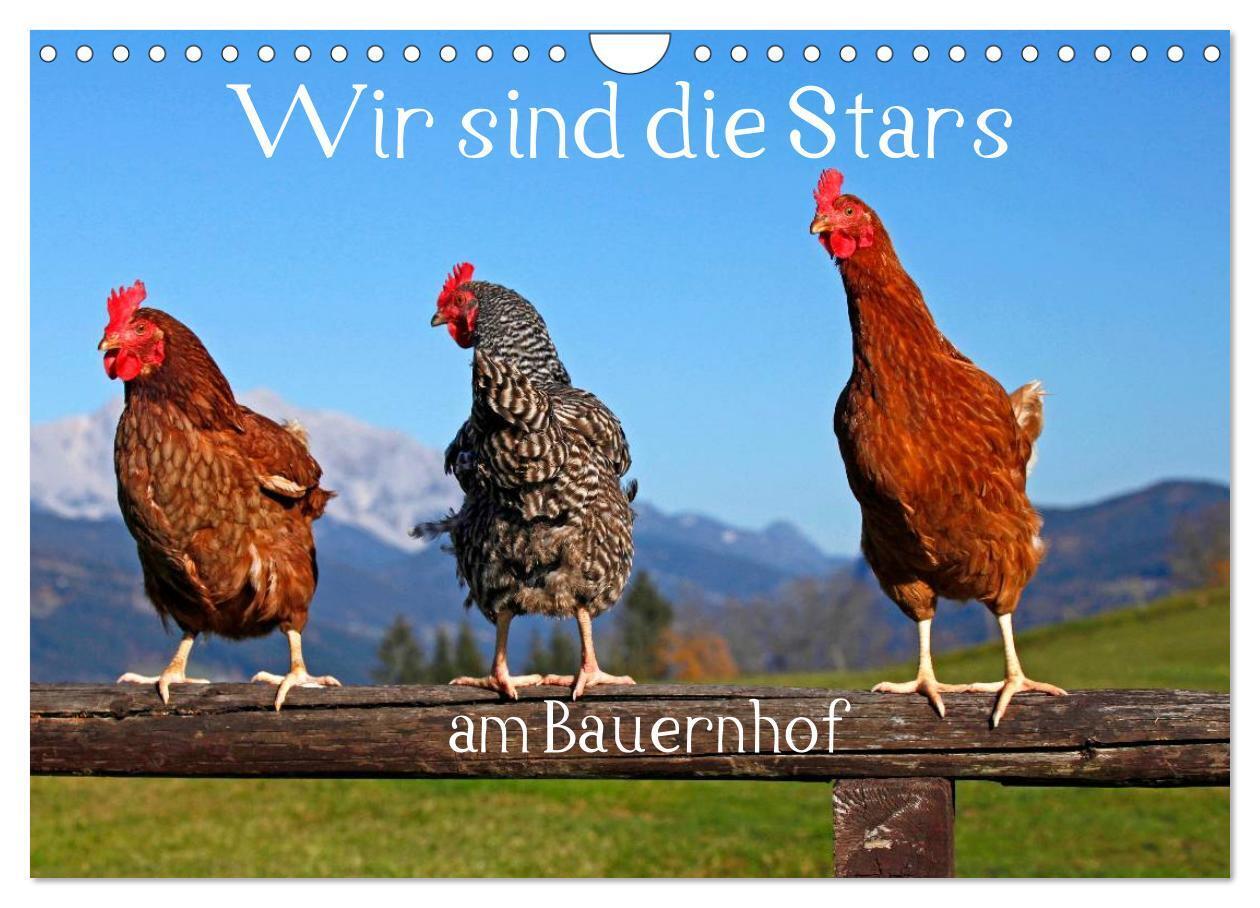 Wir sind die Stars am Bauernhof (Wandkalender 2026 DIN A4 quer) CALVENDO Monatskalender